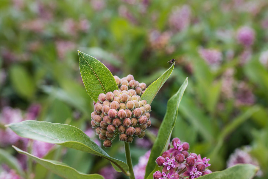 Closed buds among the flowers