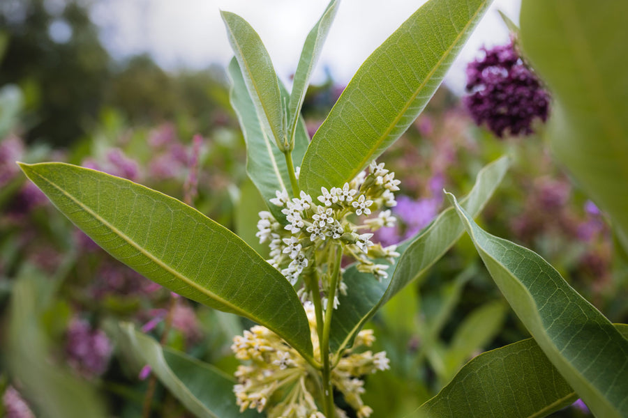 An umbel with white flowers