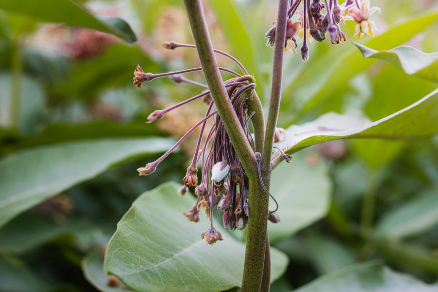 Faded flowers that will give way to pods