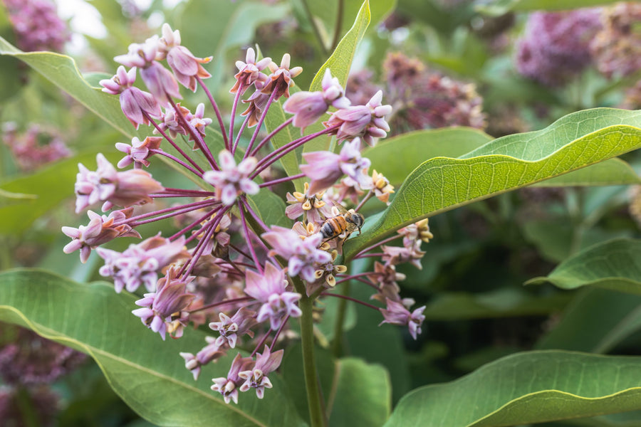 Milkweed umbel in full bloom