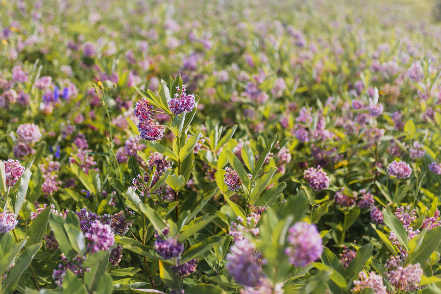 Overview of a field in full bloom