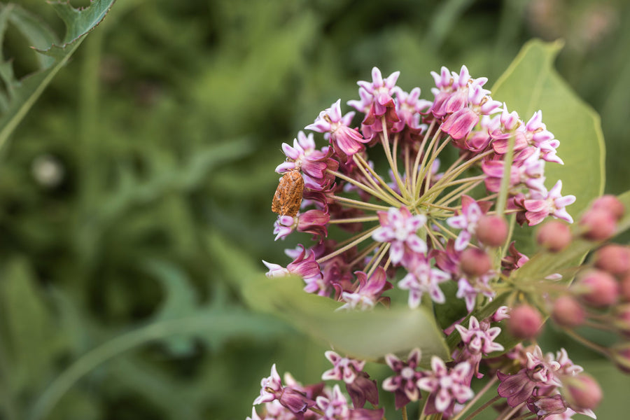 Pink flowers, from bud to open bloom