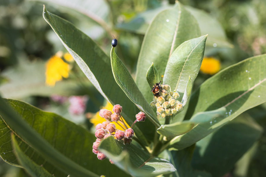 An insect on a milkweed flower