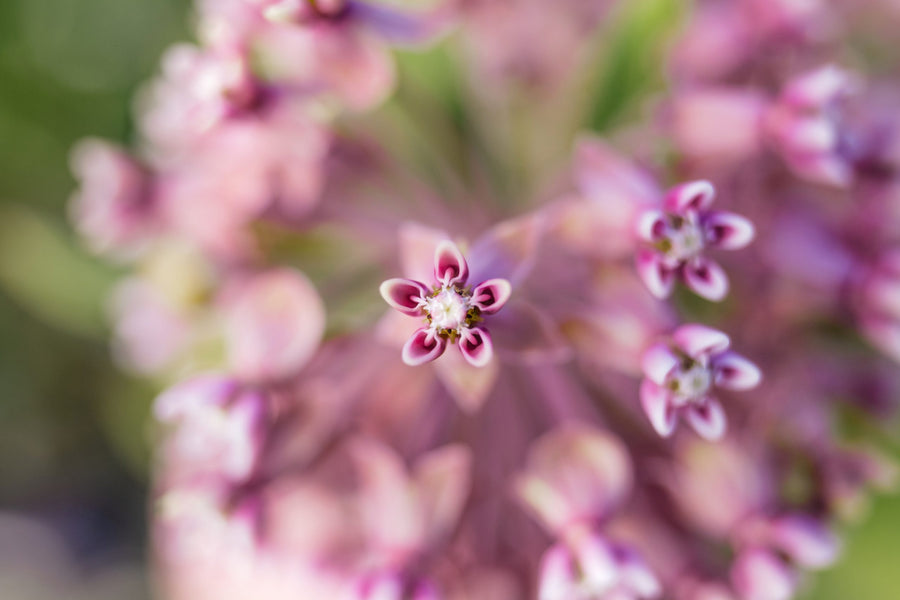The heart of a milkweed flower