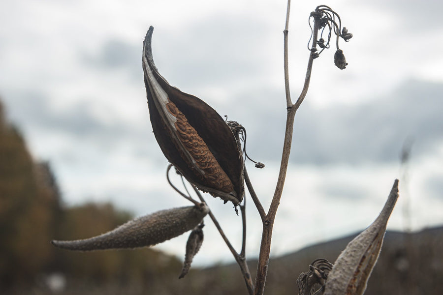 A pod splits open on its stem