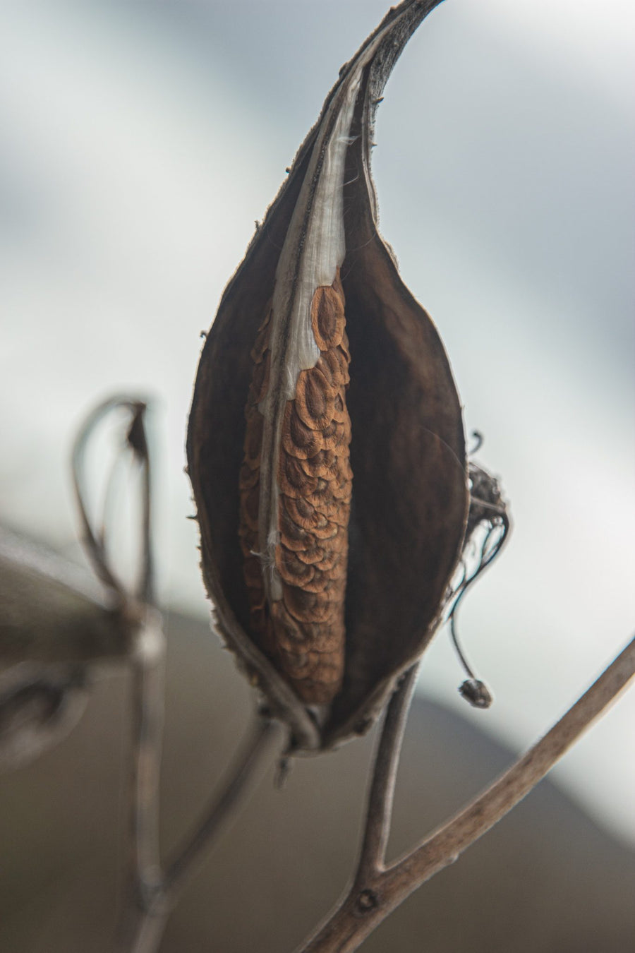 The pod dries and opens