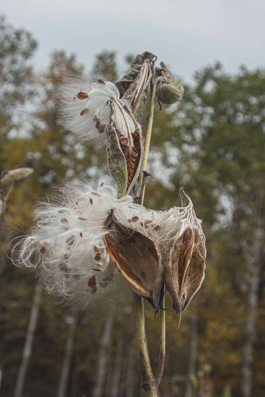 Burst pods at the edge of a wood