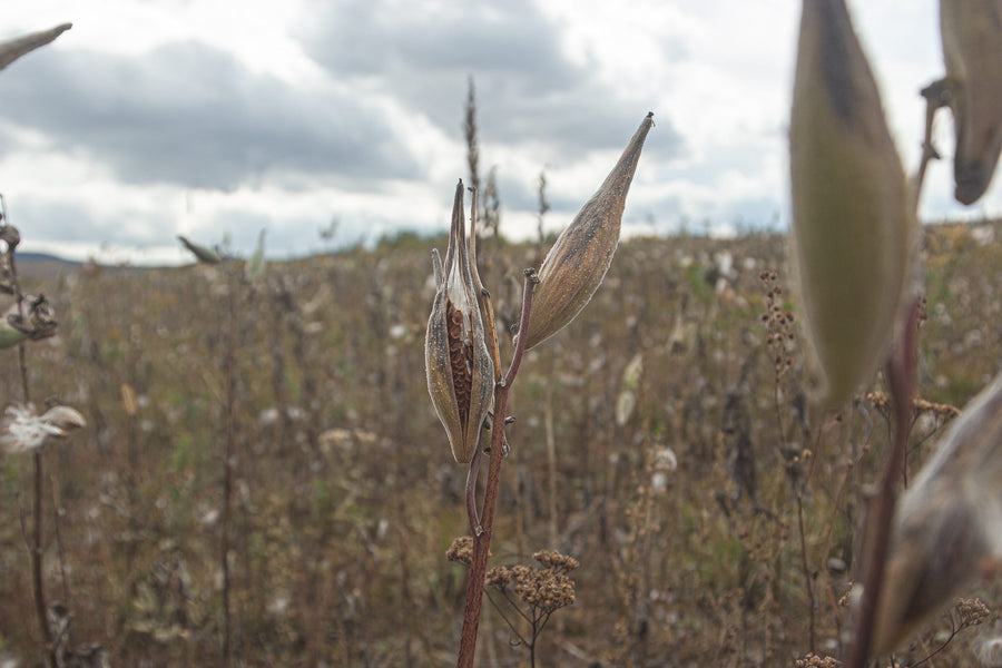 A milkweed field in the fall