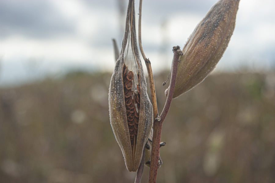 Two pods about to open