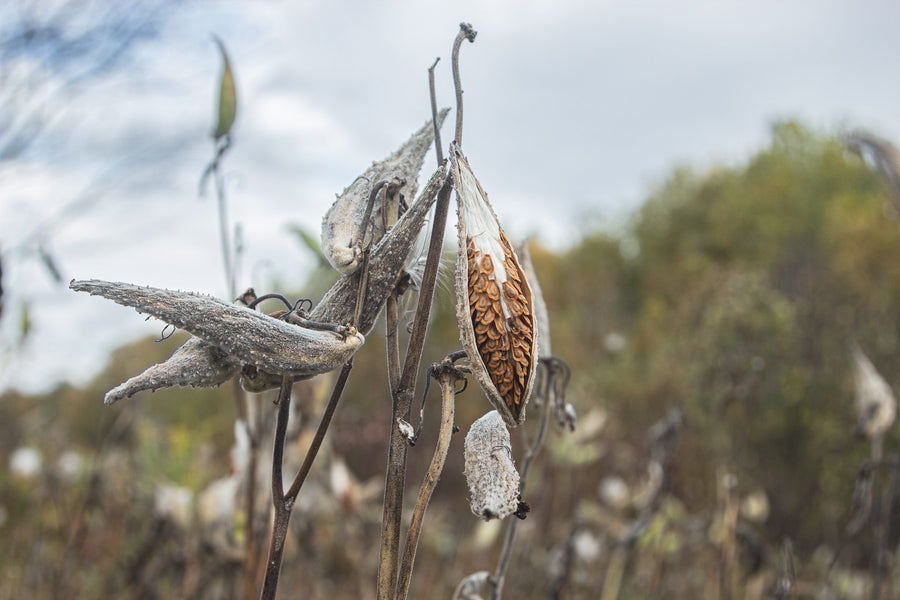 Milkweed pods in September