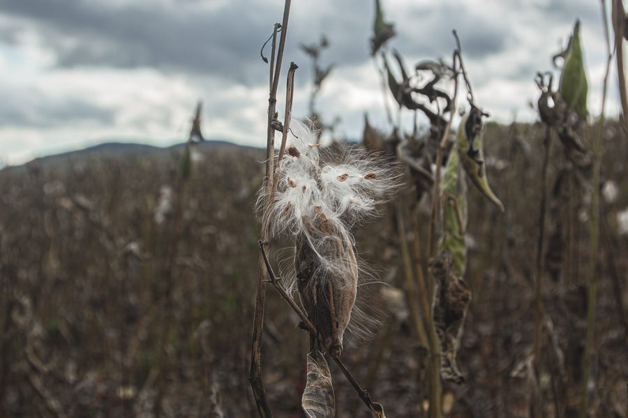 Seeds and silk ready to fly away