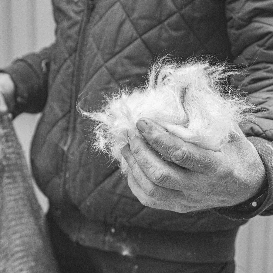 A handful of milkweed silk
