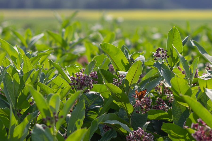 At flower level, the field stretches to the horizon