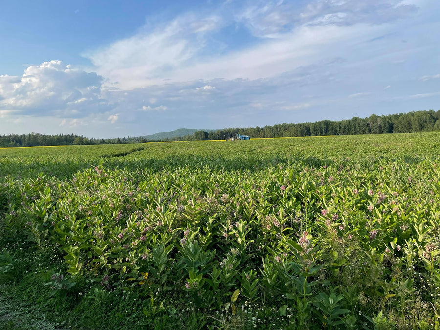 A milkweed field under a wide summer sky