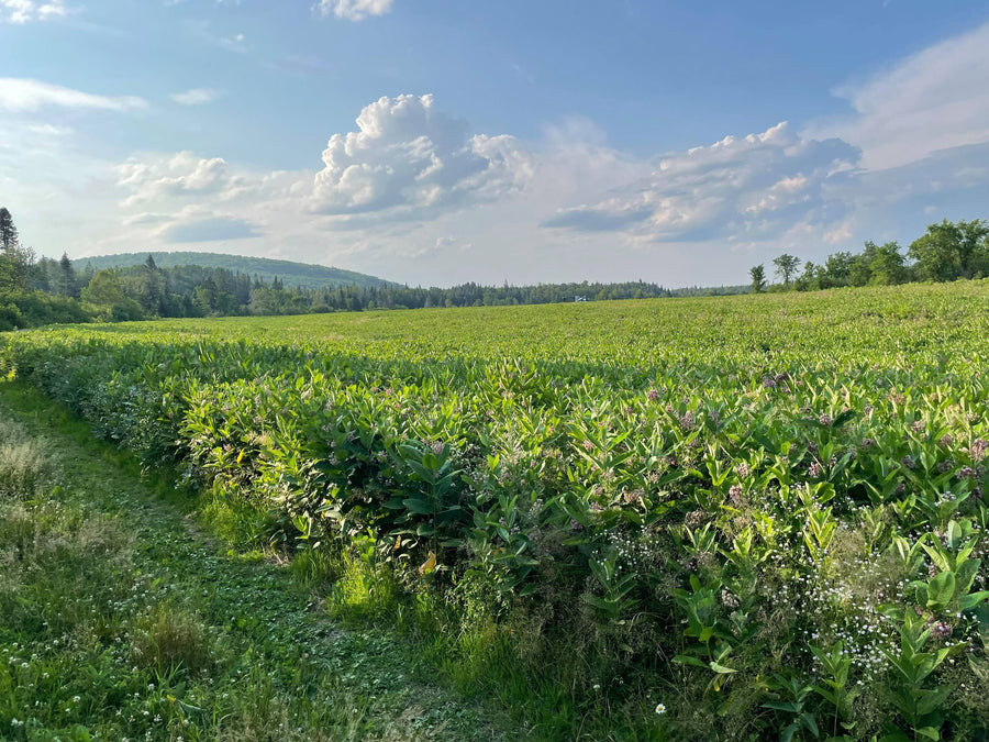 A dirt track crosses the field