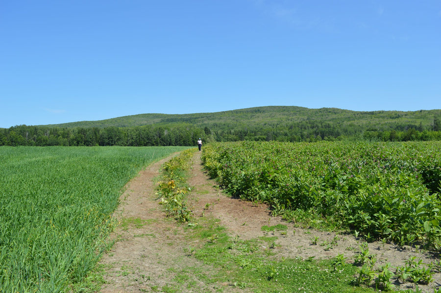 A track separates the milkweed field from a meadow