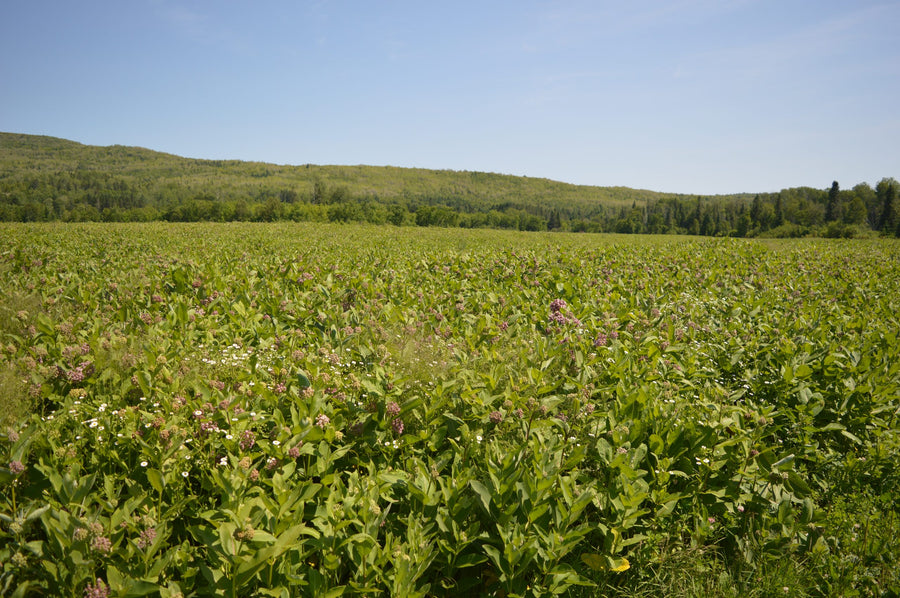 A milkweed field at the foot of the hills