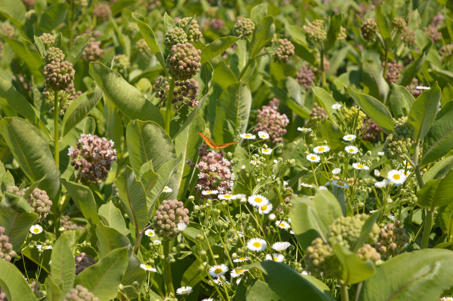 Budding umbels and small white flowers in the field