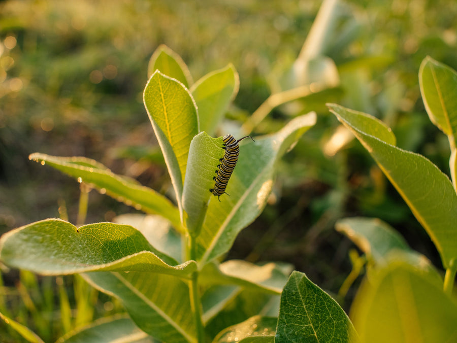A caterpillar on a milkweed plant, wide view