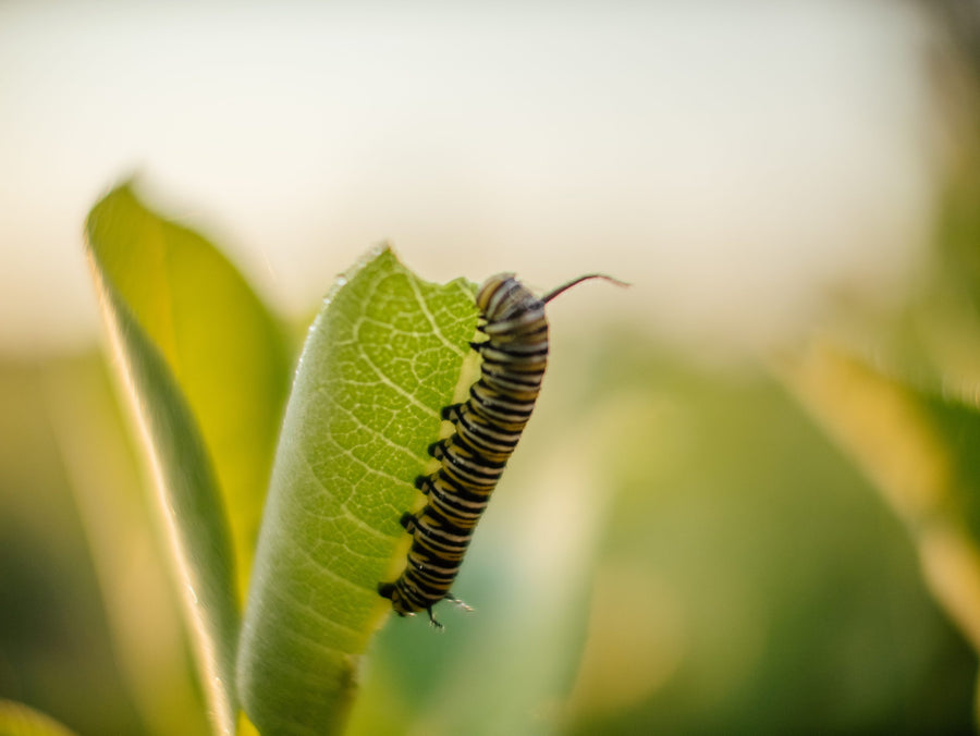 The caterpillar nibbles the edge of a leaf
