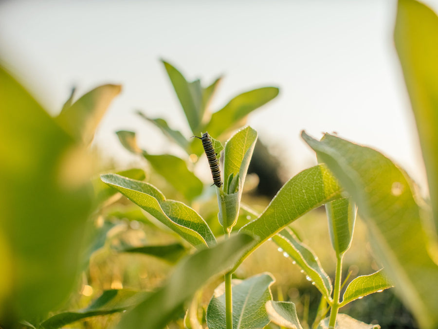 A milkweed plant and its caterpillar, at ground level