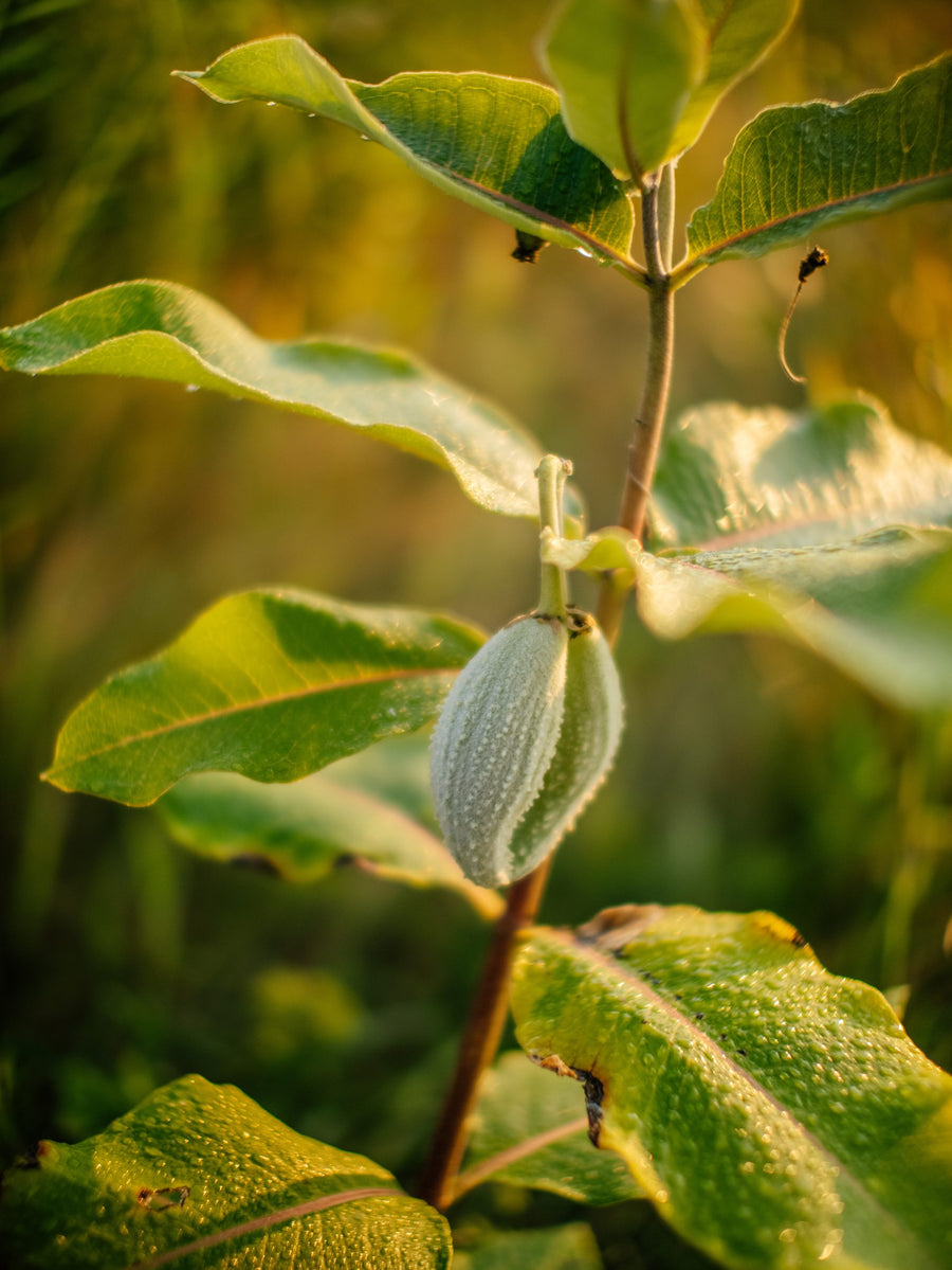 A milkweed plant and its pods at sunset