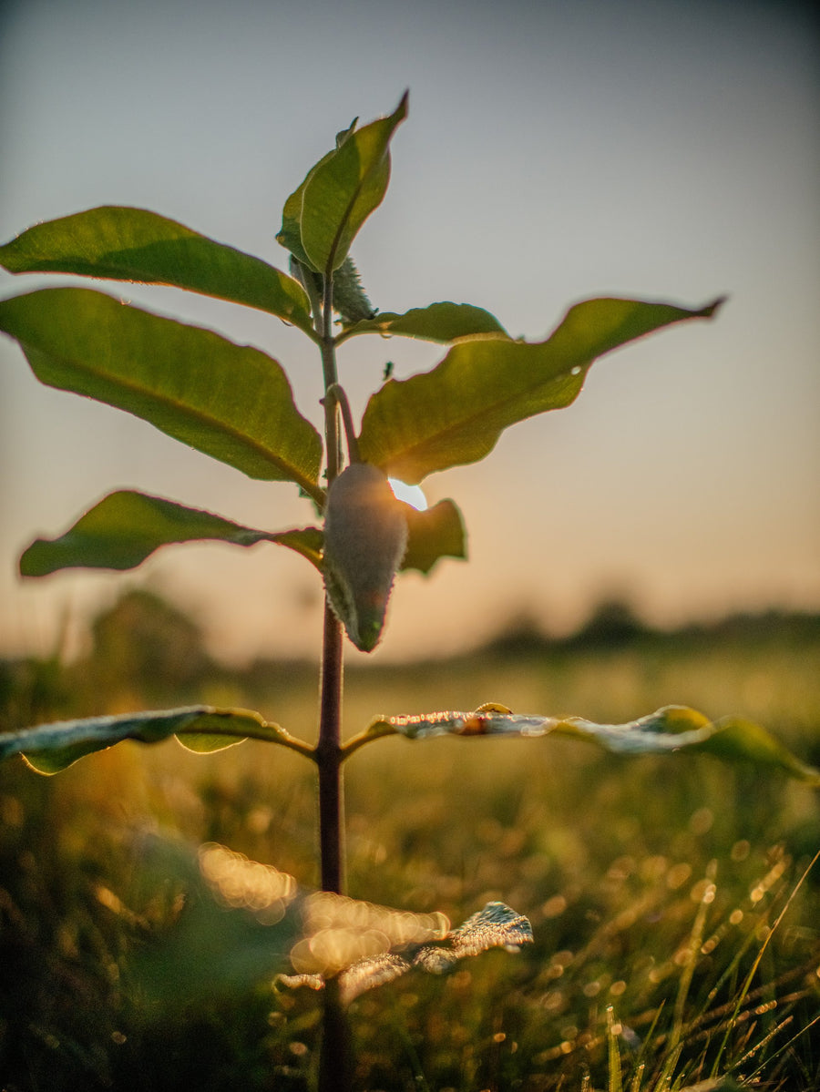 A young milkweed plant, backlit