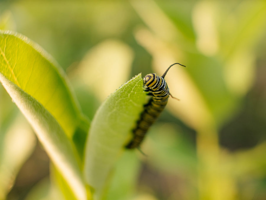 Monarch caterpillar in morning light