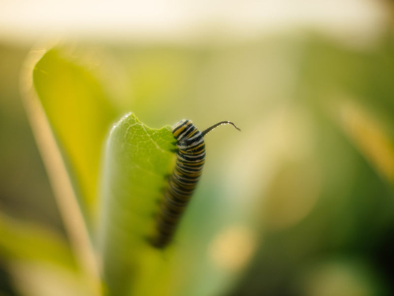 Une jeune chenille de monarque sur une feuille d'asclépiade