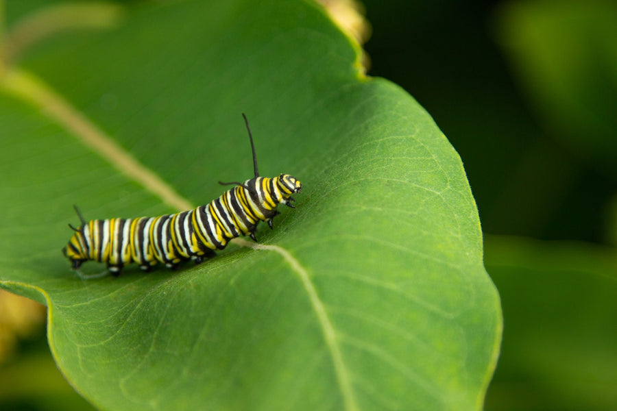 The monarch caterpillar feeds only on milkweed