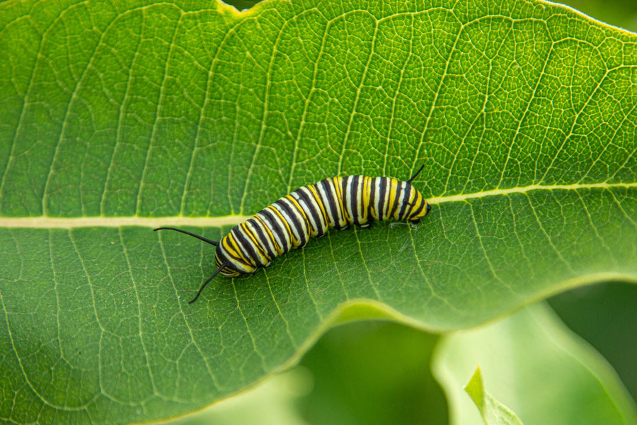 Striped yellow, black and white