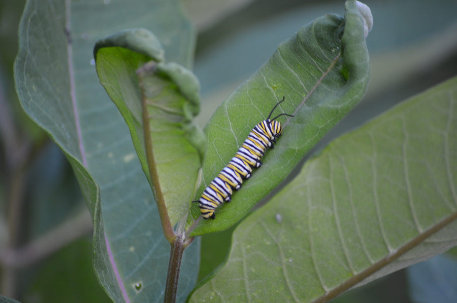 A caterpillar sheltered by a curled leaf