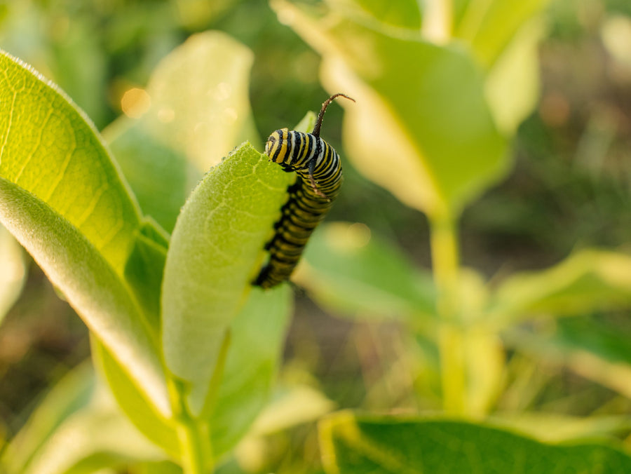 A caterpillar at the top of a young plant