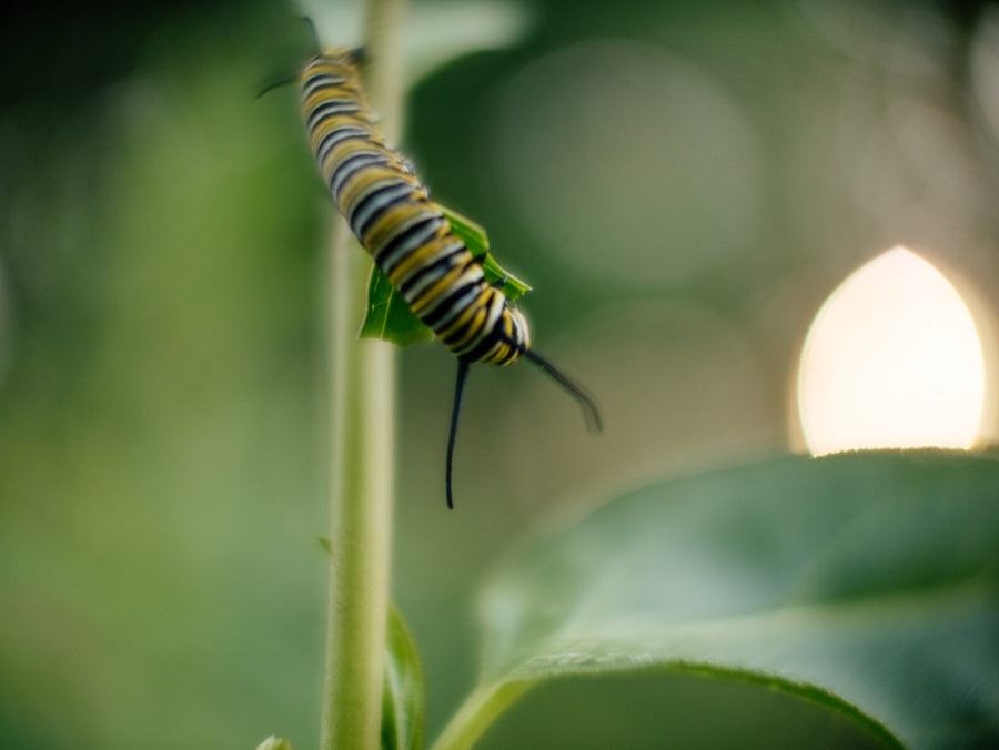 Backlit monarch caterpillar