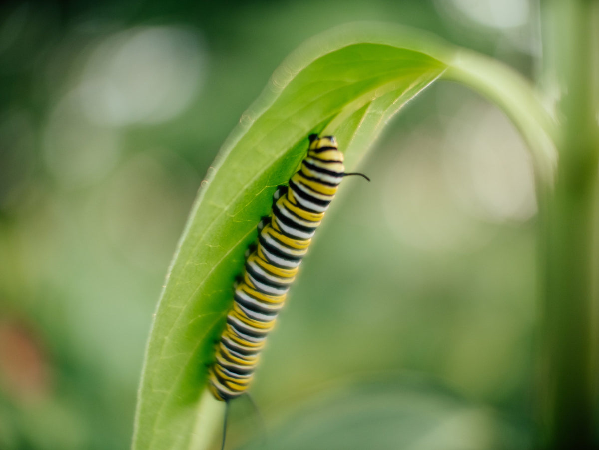 Une grande chenille rayée sous une feuille