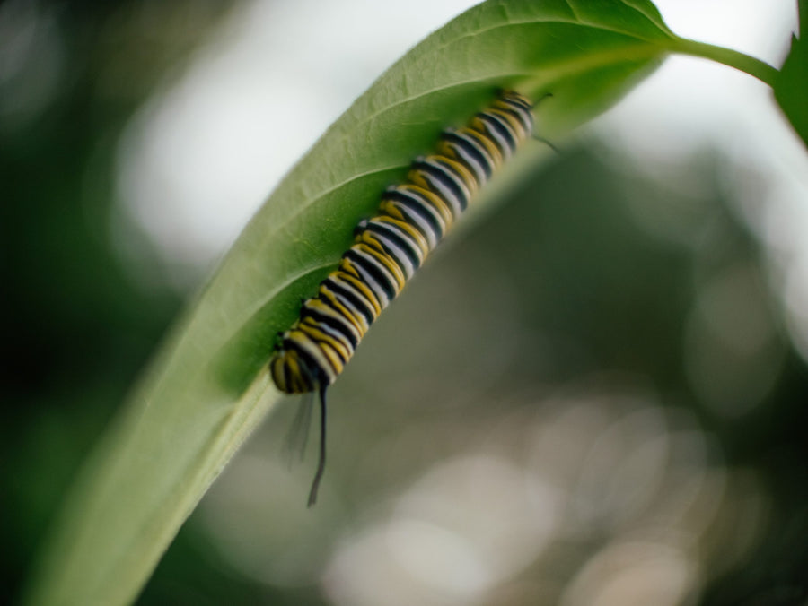 The caterpillar’s stripes warn predators