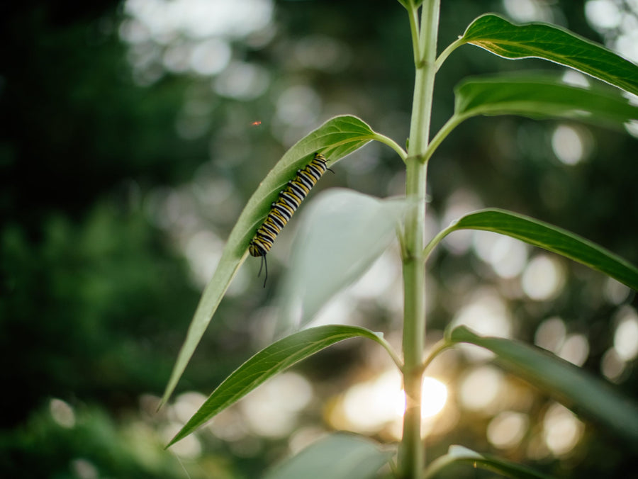 A caterpillar among the leaves