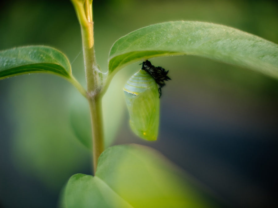 Chrysalis hanging under a milkweed leaf