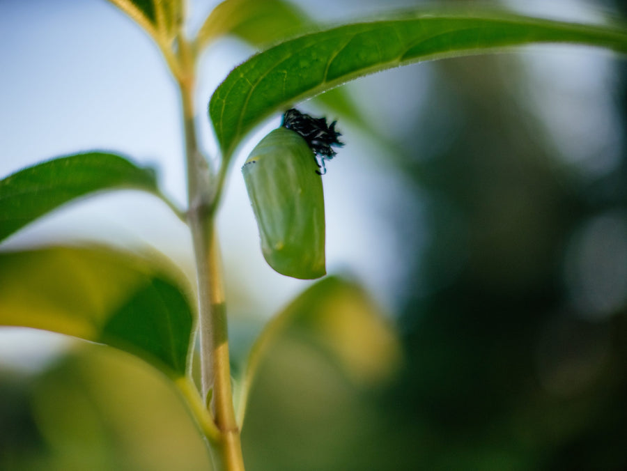 A jade-green chrysalis under the sky