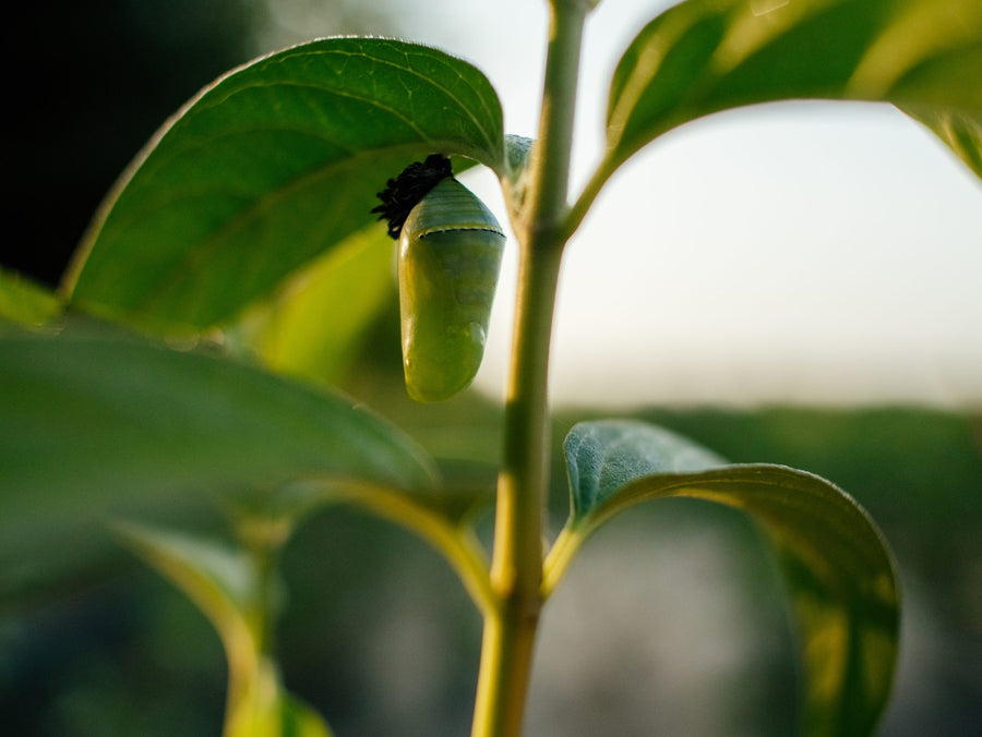 Chrysalis sheltered by a leaf