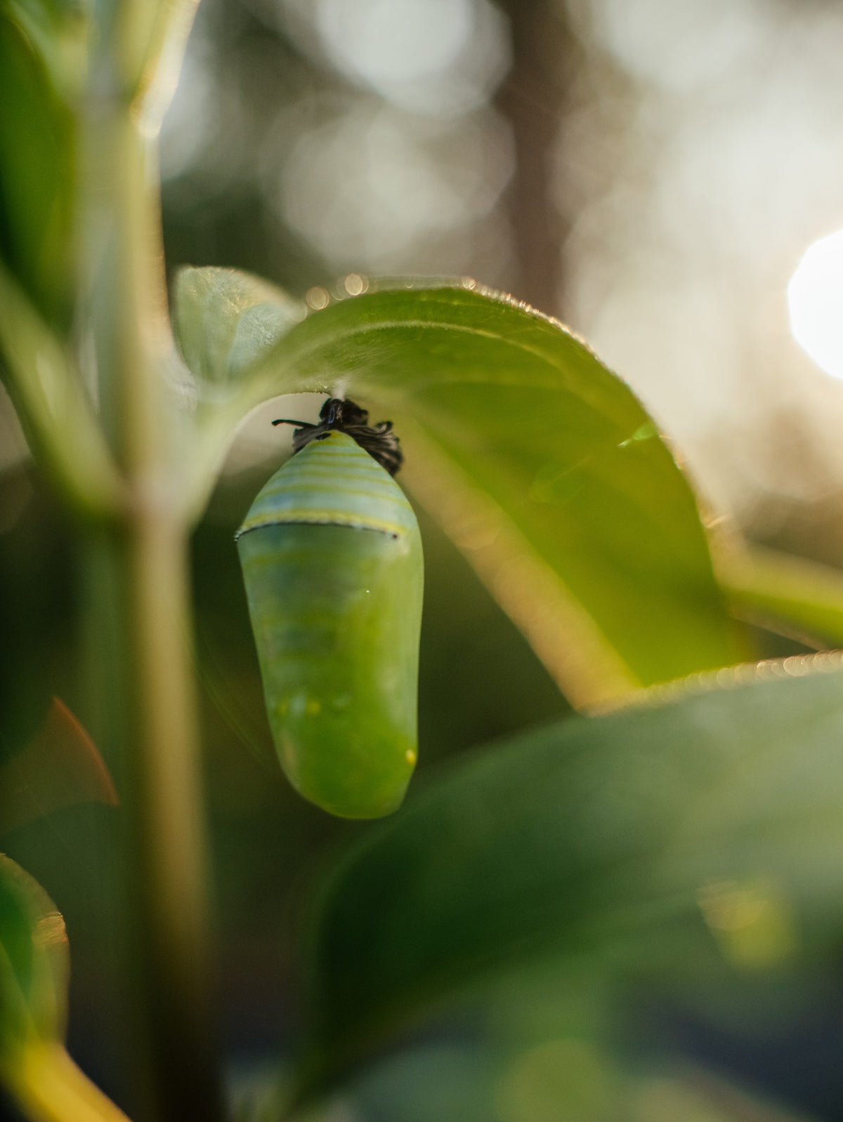 Une chrysalide dans la lumière du soir