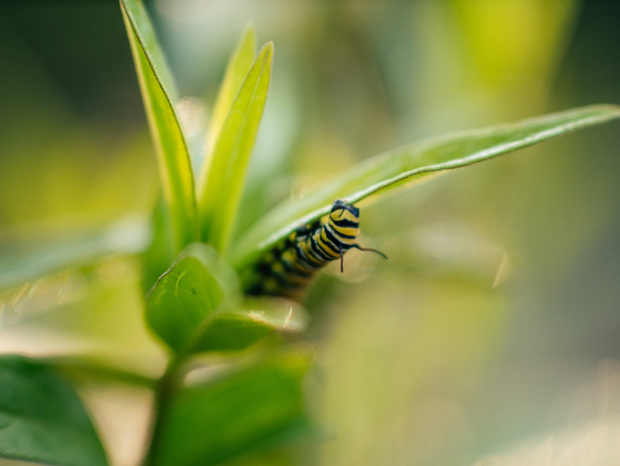 A caterpillar on a young shoot