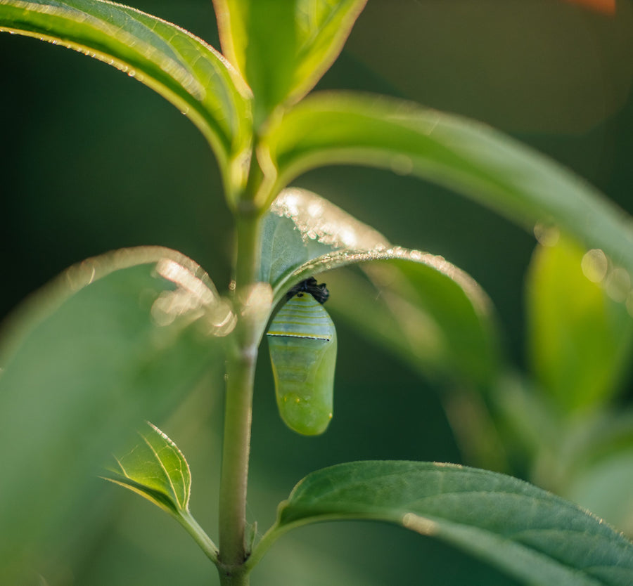 Chrysalis on a milkweed plant