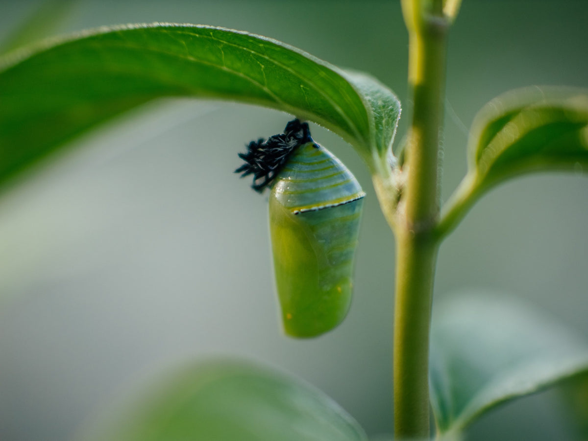 Une chrysalide toute fraîche, l'ancienne peau de la chenille encore au sommet