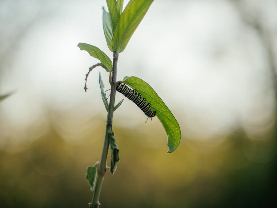 A caterpillar clinging to a stem