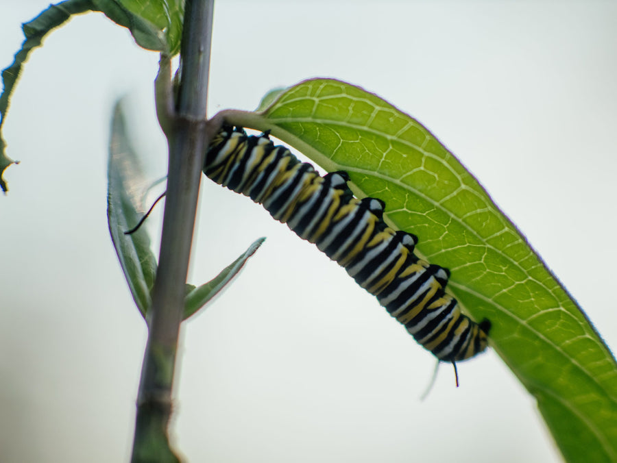 A caterpillar almost ready for metamorphosis
