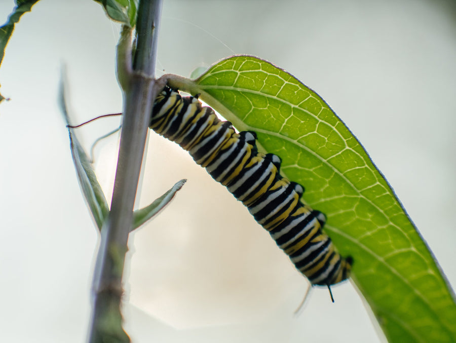 Close-up of a monarch caterpillar