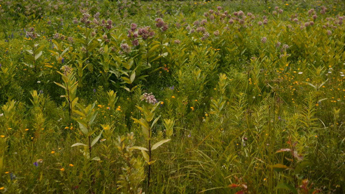 Un champ d'asclépiade en fleurs vu à hauteur des plants