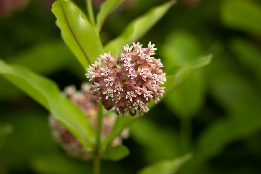 An umbel in full bloom