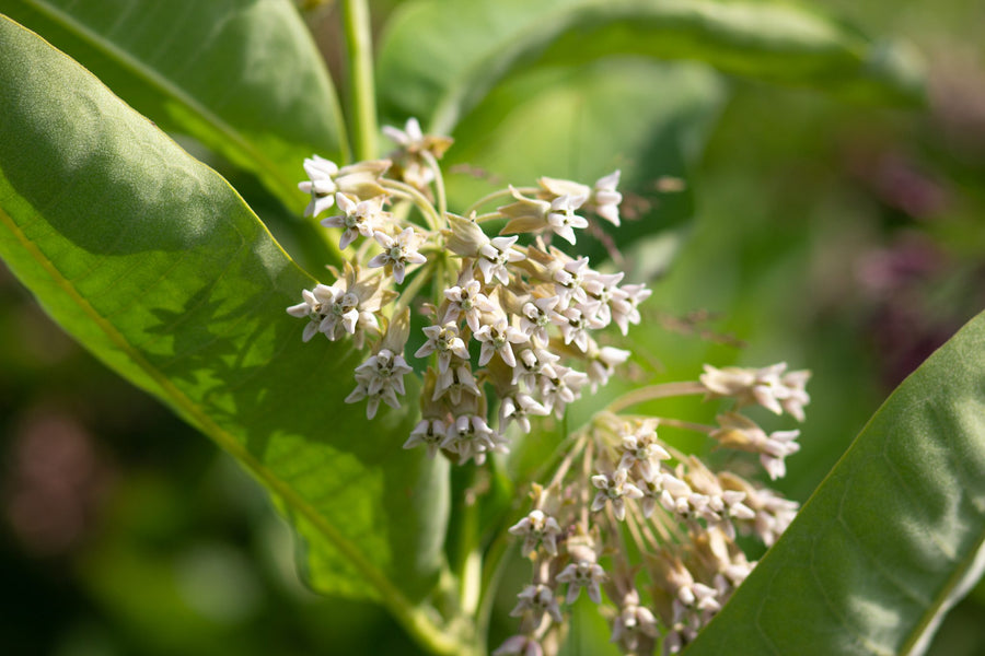 Umbels with almost white flowers